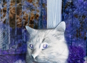 英雄联盟总决赛门票-当欧冠的星光映照突围之路，贝林厄姆与一场非典型决赛的永恒价值