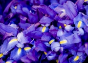 LOL赛事-奥亚尔萨瓦尔演奏完美独奏，巴萨交响乐在莱比锡主场奏响凯歌