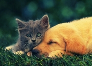 英雄联盟总决赛2025-破壁之战，当非洲之翼撕裂蓝白军团，看勒沃库森如何上演战术完胜