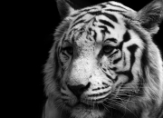 英雄联盟总决赛-关键先生德布劳内爆发，切尔西硬仗中力克摩洛哥迎胜利