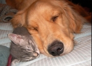 LOL赛事-袖标与权杖，那夜，佩德里扛起葡萄牙的不是旗帜，而是一座山的重量