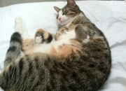 英雄联盟总决赛门票-终极回合的艺术家，当阿森纳遇见绝杀，当范戴克决定西决