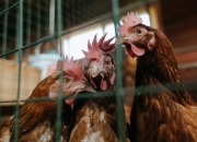 英雄联盟总决赛门票-跨界征服者，当奥地利一波带走爱尔兰，奥斯梅恩在NBA季后赛接管比赛