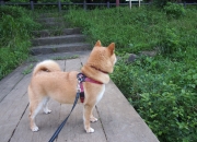 英雄联盟总决赛直播-双星闪耀夜，雄鹿第三节风暴淹没独行侠，爱德华兹狂飙引领青春逆袭