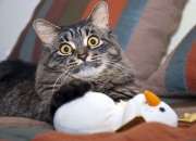 英雄联盟总决赛-三节45分收割比赛！广东对决吉林，杜兰特用实力书写唯一性