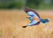 LOL赛事-疾驰与绝场哨，当F1引擎轰鸣遇见篮球绝杀时刻