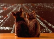 英雄联盟总决赛门票-锁鹰之搏，森林狼破围鹈鹕，霍勒迪的冰与火之舞