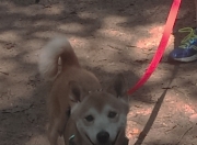 LOL赛事-错位时空的王者，塔图姆客场征服凤凰城，最佳称号撼动全场