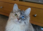 英雄联盟总决赛门票-决战紫禁之巅，北京队粉碎魔术，布克在世界排名争夺战中接管比赛