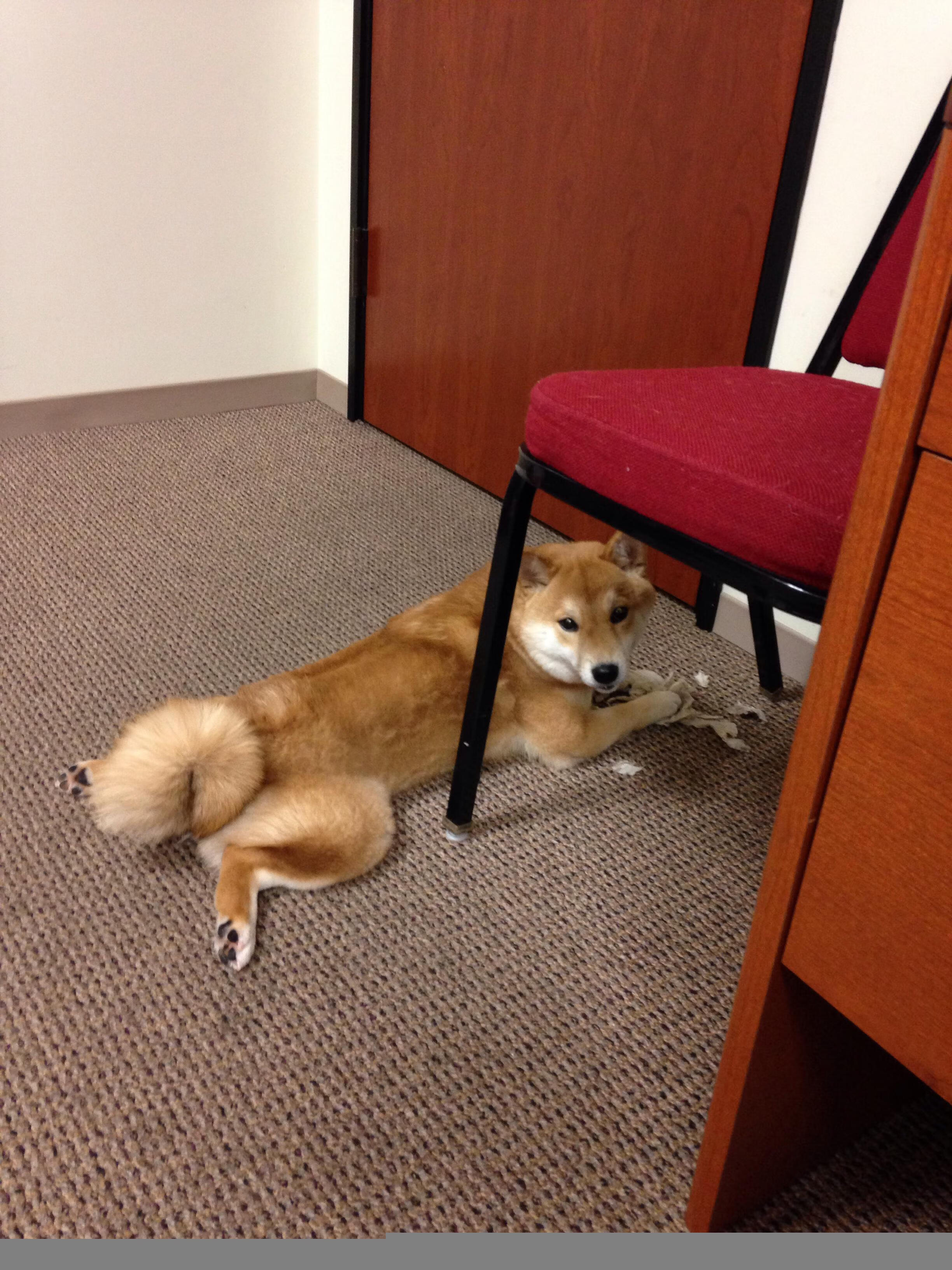 从卡拉斯科到安赫尔,一场胜利背后的身份证明