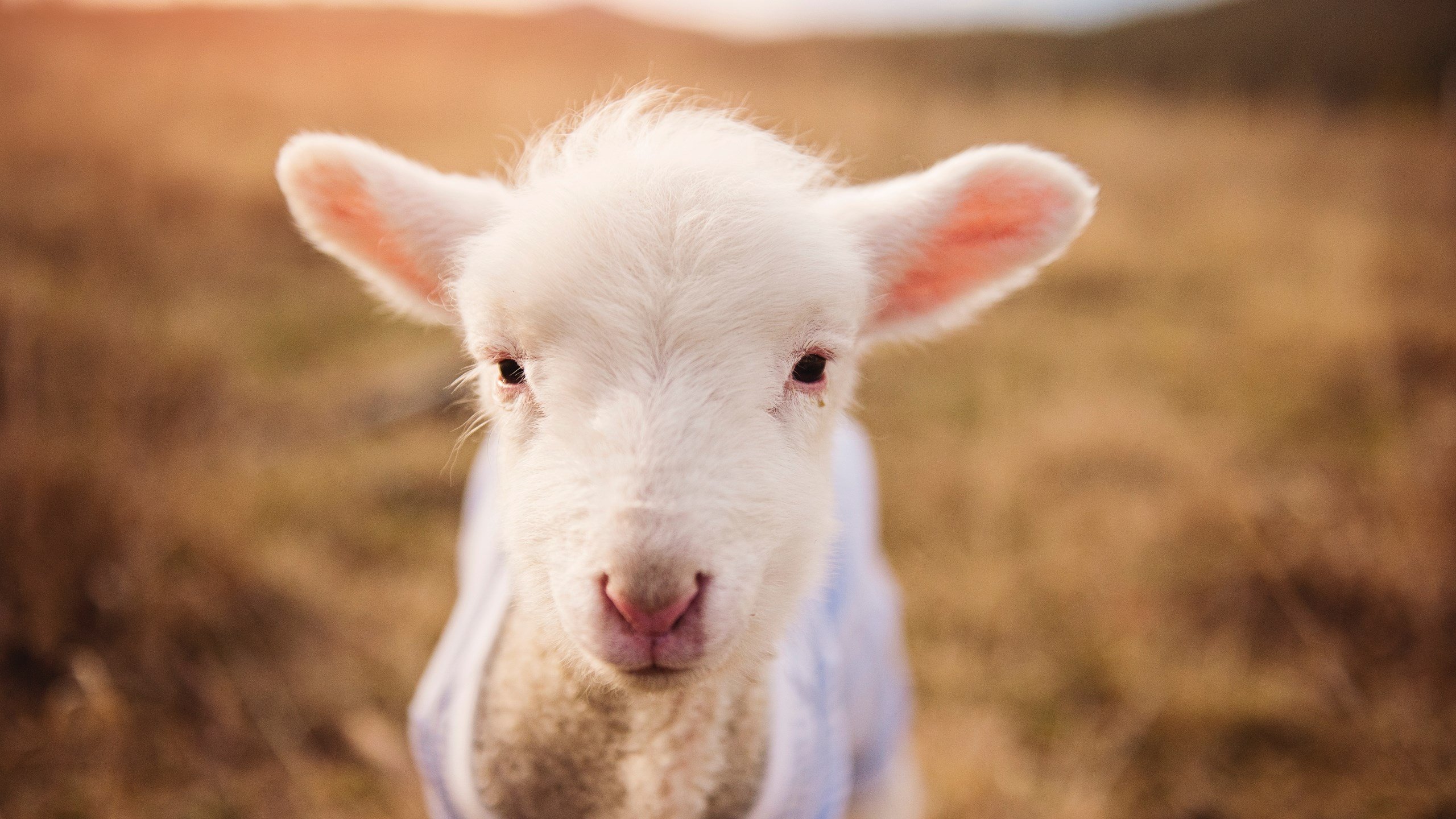 双重狂飙,当F1引擎在塞内加尔街道咆哮时,秘鲁的最后防线被无情撕碎