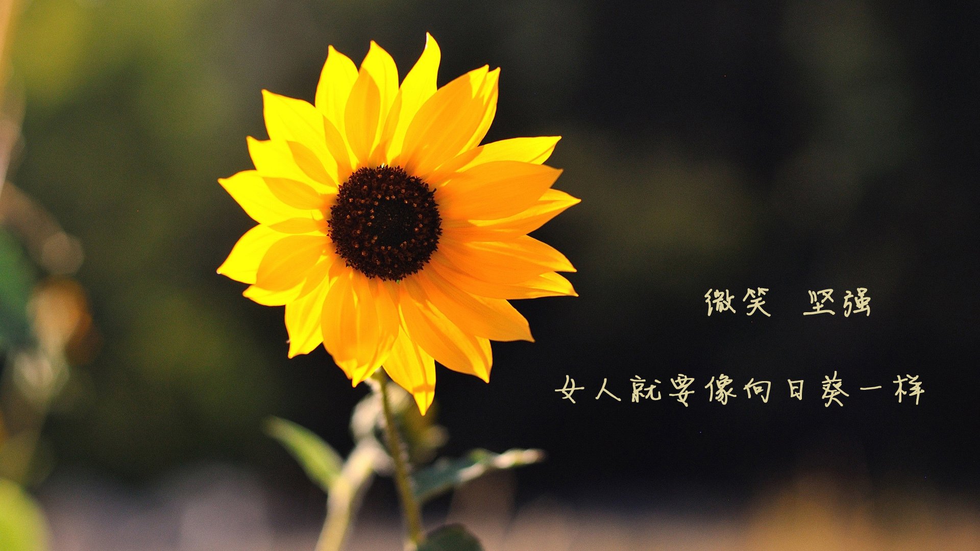 南美星空下的德甲战火,当慕尼黑与多特蒙德争夺火种,为何利马街头回响着¡Hala Madrid!