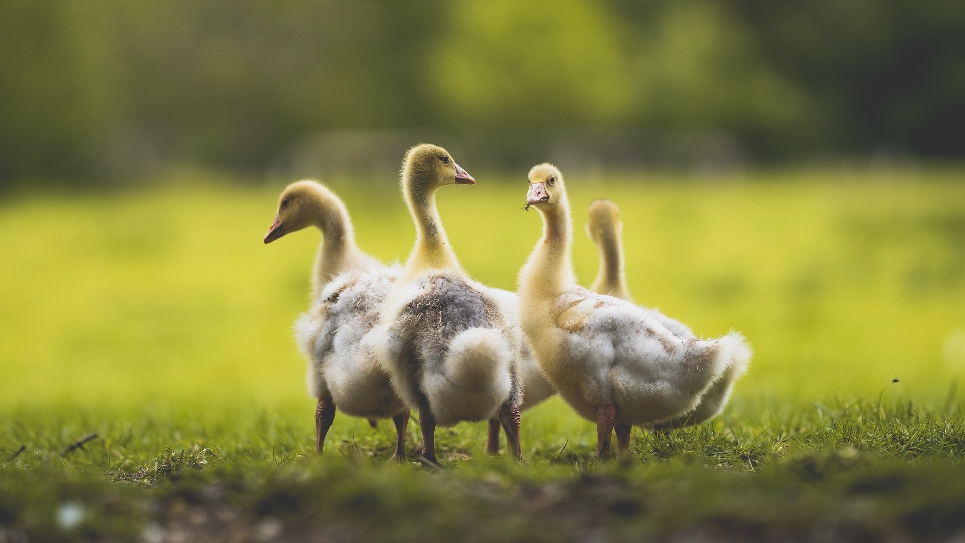 久保建英一箭定乾坤，雷恩血拼背后的韩国野心与亚洲风暴