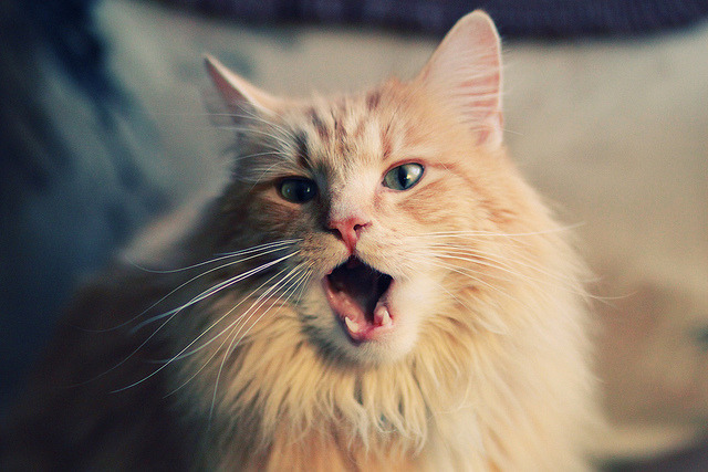 虚拟与现实交织的绿茵诗篇，当摩纳哥的星光映照三狮军团，布鲁诺以满分奏响中场神迹