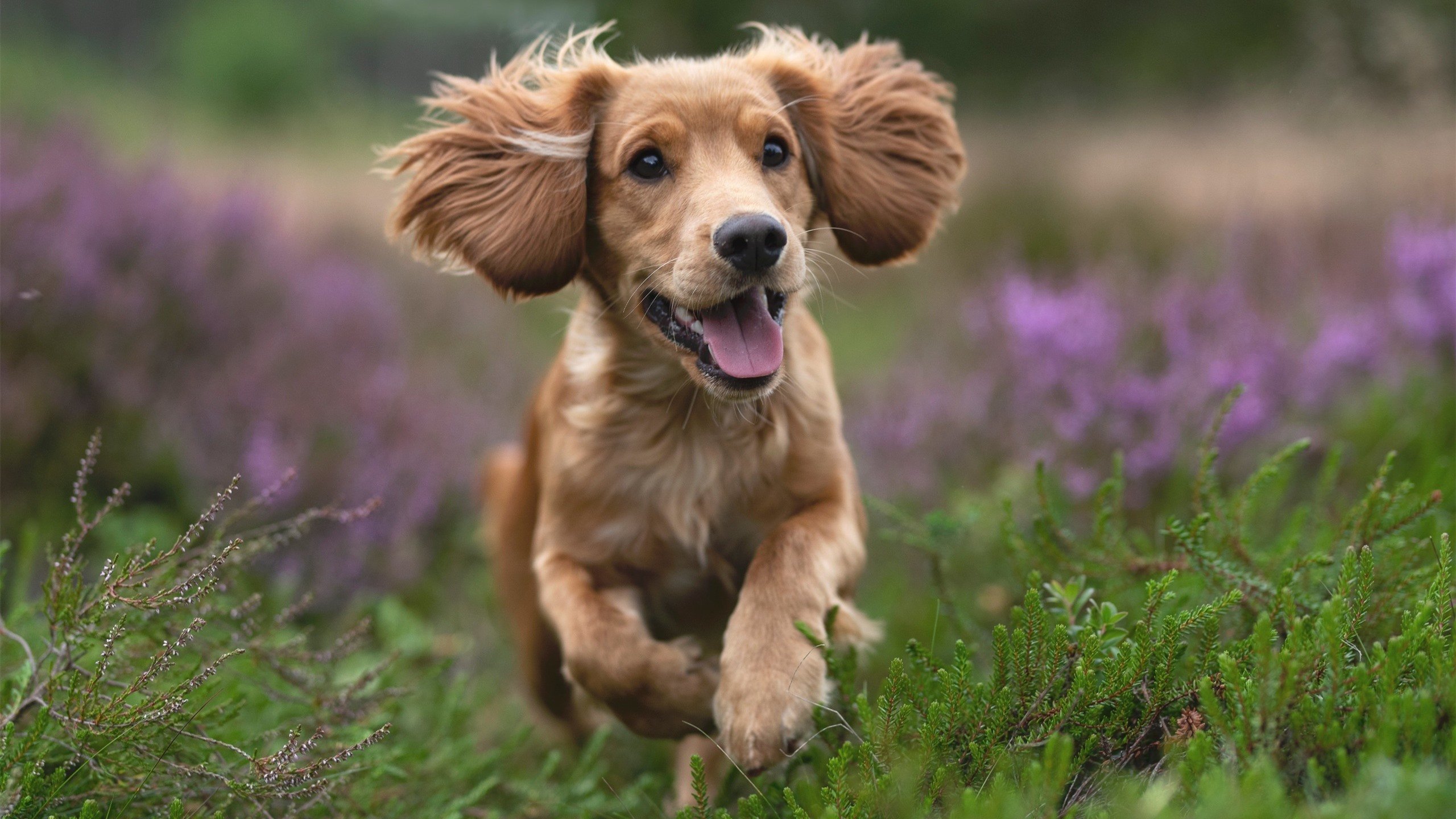 唯一性之夜，当雷霆封锁爵士，哈利伯顿在抢七加时投下终结历史的一球