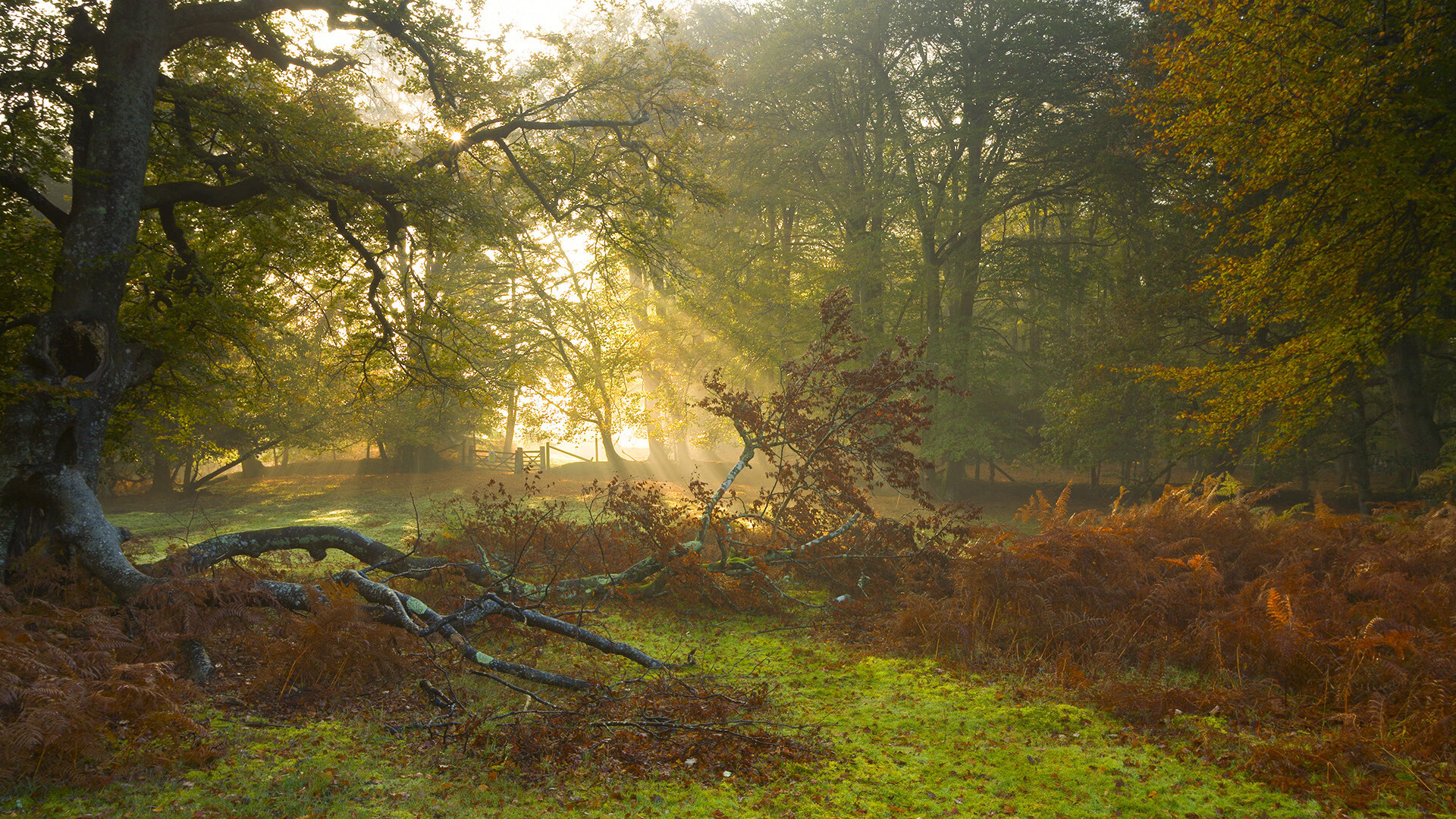 篮球之火，足球之夜，布伦森的冷冽瞬间与欧冠的滚烫决断