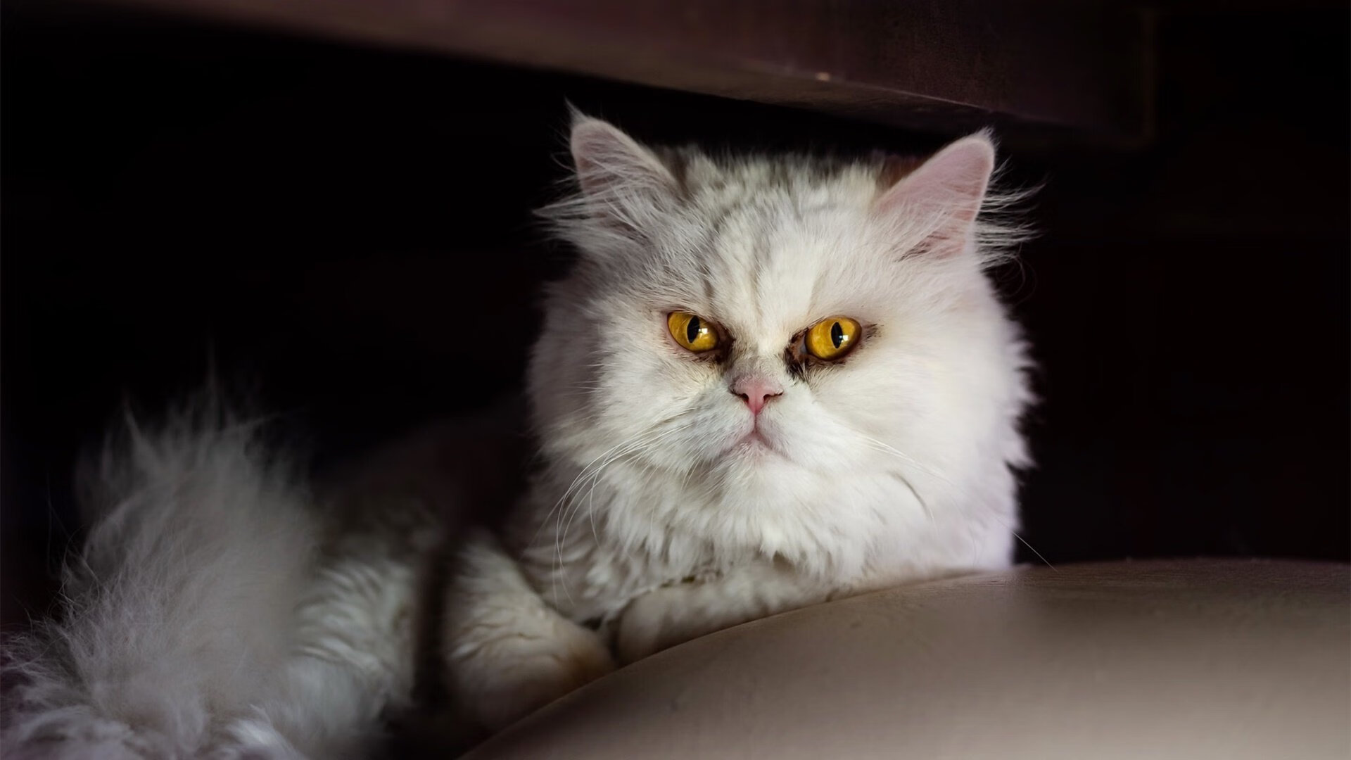 钢铁之胃与时空裂隙，当猛龙鏖战掘金，欧冠决赛的范弗利特接管了一切