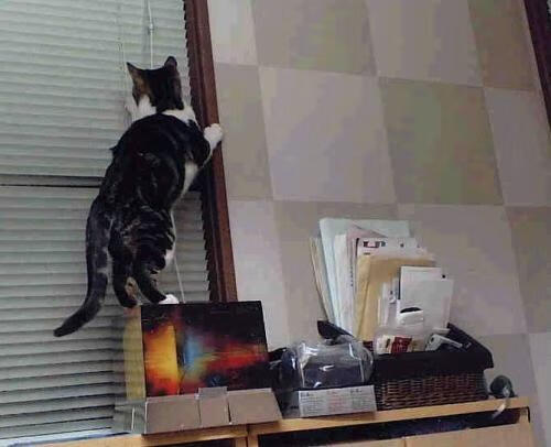 锡安暴力美学撕碎防线！雷霆苦吞被逆转苦果，鹈鹰之争他定乾坤1.连砍12分主宰末节！锡安坦克式突破让老鹰折翼 2.从胶着到崩盘，只因锡安按下摧毁键）